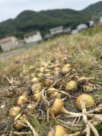 玉ねぎ収獲しました✨