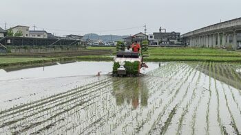 田植えシーズン到来〜2024〜④