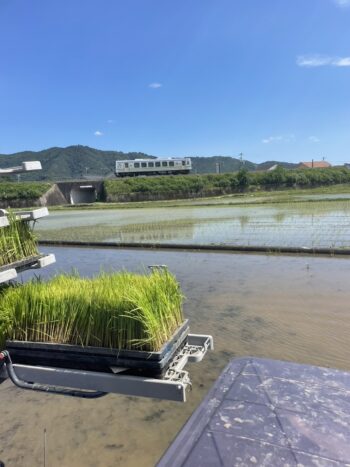 田植えシーズン到来〜2024〜⑤